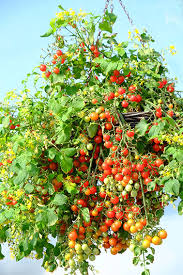 How to grow tomatoes in hanging basket. Micro Cherry Tomato Buy Your Seed Here Sea Spring Seeds
