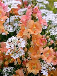 Antirrhinum Majus Chantilly Peach Flower Landscape Beautiful Flowers Flowers For Everyone
