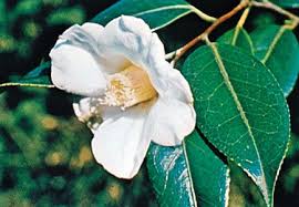 Image result for Theaceae