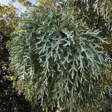 Image result for Cussonia corbisieri