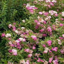 Best deer resistant plants summary. 18 Beautiful Deer Resistant Shrubs