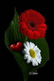 Download these wallpaper desktop background images in hd resolution for free. Pin By Saba Afrin On Best Dp Pretty Flowers Amazing Flowers Wonderful Flowers
