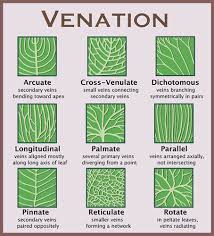 Unlike most online dictionaries, we want you to find your word's. Leaf Venation Flashcards Quizlet