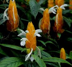 Image result for Pachystachys