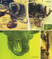 It is said that the castle served as a refuge to the disgraced knight, erazem lueger, in the 15th century. Camelosphecia Gen Nov Lost Ant Wasp Intermediates From The Mid Cretaceous Hymenoptera Formicoidea