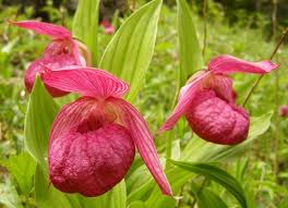 Check spelling or type a new query. Orkid Venus Slipper Paphiopedilum Tumbuh Dan Menjaga Di Rumah Dan Di Taman