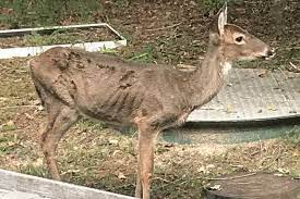 Wet Summer Biting Midges Spread Deadly Disease Among Deer William Mary