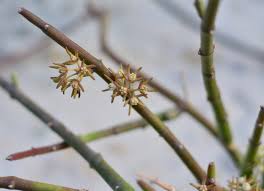 Image result for Cynanchum praecox