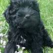 Mini Schnoodle Puppies For Sale | Greenfield Puppies