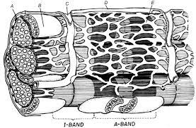 A sarcomere contraction can only occur when calcium ions from the sr that are released by action potentials from nerve fibers bind to the protein troponin that is associated with tropomyosin this. Sarcomere Muscle Coloring