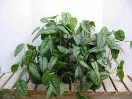 Silver Queen Philodendron Buy It Now Poisonous House Plants Plants Philodendron