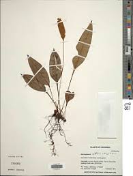 Image result for Elaphoglossum acrostichoides