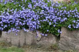 Campanula Poscharskyana Stella Shade Garden Campanula Types Of Plants
