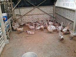 Maybe you would like to learn more about one of these? Analisis Bisnis Budidaya Bebek Petelur Dengan Skala 600 Ekor Bebek