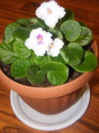 Pentru aceasta, insa, trebuie sa le acordati atentie si rabdare. Violete De Parma Retete Culinare Preparatedevis Ro