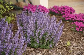 « the catmints database front page. Walters Gardens Cat S Pajamas Nepeta The 2021 National Perennial Of The Year Garden Center Magazine