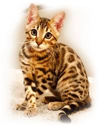 Enter your email address to receive alerts when we have new listings available for pedigree bengal kittens for sale. Bengal Kittens Cats For Sale San Jose Bengal Cats