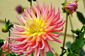 Spider Dahlia Dahlia Flowers Planters