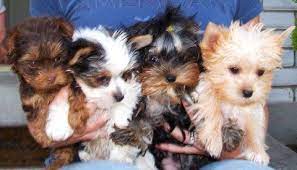Yorkie Colors Types Of Yorkshire Terrier Coats Yorkie Life Yorkshire Terrier Puppies Yorkshire Terrier Dog Yorkie Puppy