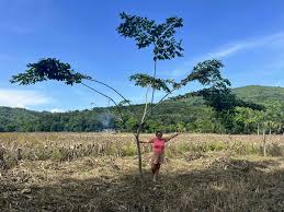 Image result for Memecylon insulare