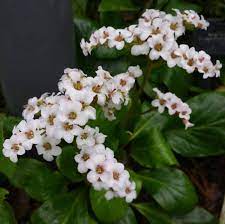 Here're some of the best begonia types you can grow! 13 Different Types Of Bergenia Flowers Home Stratosphere
