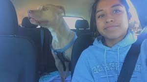 Lost dog Sandy found in Picture Rocks area near Lambert and McGinnis