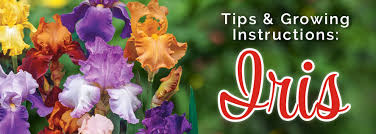 New breeding has intensified the colour range of siberian irises. Iris Tips And Growing Instructions Breck S Bulbs