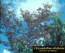 Image result for Chrysophyllum