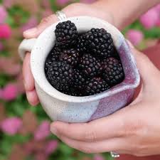 Image result for Rubus