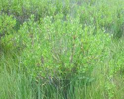 Image result for Vigna frutescens