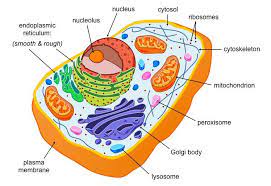 Eukaryotes Are Organisms Whose Cells Contain A Nucleus Eu Good True Karyon Nucleus They Have A M Eukaryotic Cell Cell Diagram Animal Cell Project