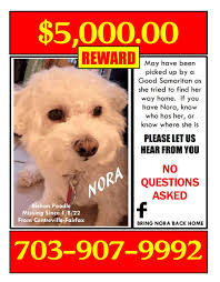 Is this dog Norah, the missing dog from Bowling Green, Kentucky?