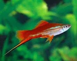 Swordtails aquarium pet