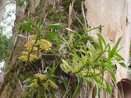 Image result for Tridactyle bicaudata