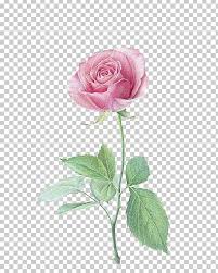 Colored Pencil Paper Drawing Flower Beach Rose Png Clipart Artificial Flower Color Eraser Floral Design Floristry It making black sketch pen ans pencil shading drawing.
