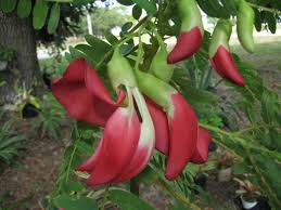 Image result for Sesbania grandiflora