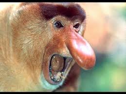 10 Ugliest Animals Of All Time Youtube