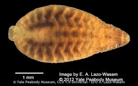 Image result for Gilgiochloa