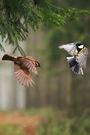 Small Brown Bird With No Tail Feathers Mstrkrftz Two Peter Bognar Dieren Mooi Prachtige Vogels Vogels