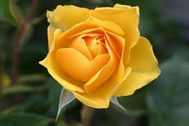 We did not find results for: The Meaning And Symbol Of Yellow Flowers In Dream Online Dream Dictionary
