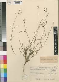 Image result for Kohautia cynanchica