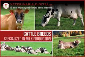 A rule of thumb is that a cow will eat 2 to 2 ½ pounds of hay for each 100 pounds of body weight. Cattle Breeds Specialized In Milk Production Veterinaria Digital