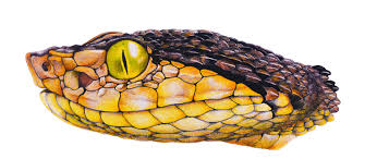 Image result for Bothrops punctatus