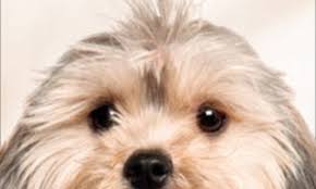 What your pets need you to know powerful animal communication animal communicator megan sisk. Can Dead Pets Really Come Back To Comfort Their Owners Daily Mail Online