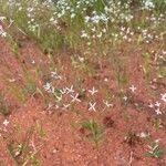 Image result for Kohautia caespitosa