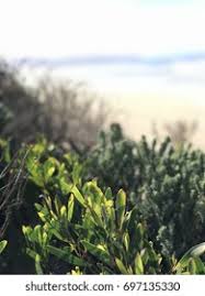 Image result for Zostera capensis