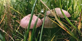 However, wild mushrooms are poisonous thus should be done away with altogether. How To Get Rid Of Mushrooms In Lawn Dealing Mushrooms Toadstools