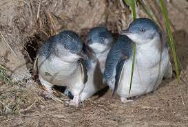 Little Penguins Exiting Burrow Penguins Penguin Species Animals