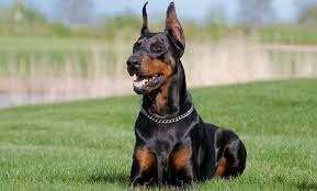30 Best Guard Dogs For Families Barking Royalty Best Guard Dogs Quiet Dog Breeds Guard Dogs