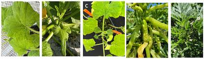 Image result for whitefly in cucumber